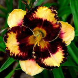 Yellow and maroon lily flower with ruffled petals and speckled throat