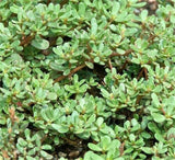 1500+ Purslane Seeds Green Plants Fresh Garden Seeds Garden Plants