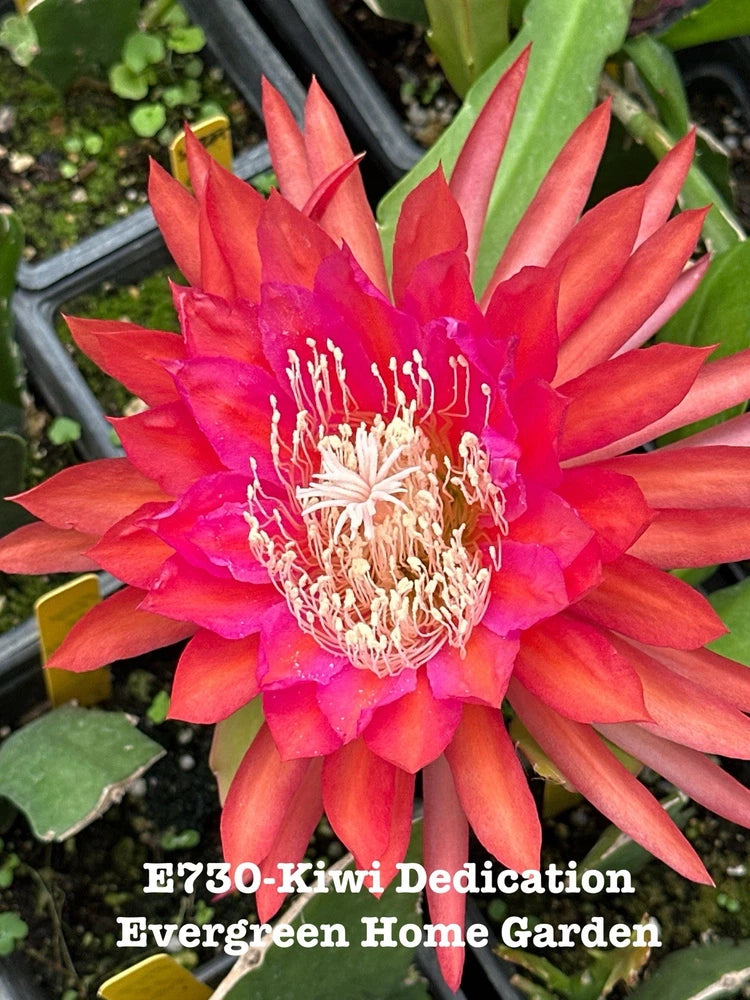 Orchid cactus (epiphyllum) with bright pink-orange flower in small starter pot