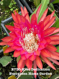 Orchid cactus (epiphyllum) with bright pink-orange flower in small starter pot