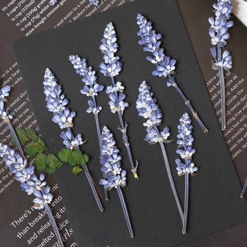 Pressed dried cherry blossom sprigs, lavender-blue, set of multiple flower stems