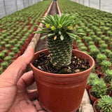 6-7CM Succulent Cactus Plant Euphorbia Bupleurifolia Cactaceae Home Garden Plant Garden Plants