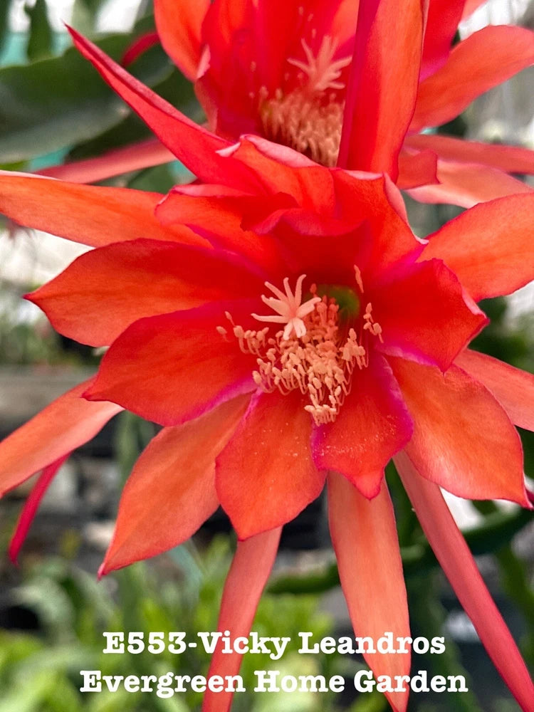 Red epiphyllum orchid cactus flower in a starter pot, Vicky Leandros