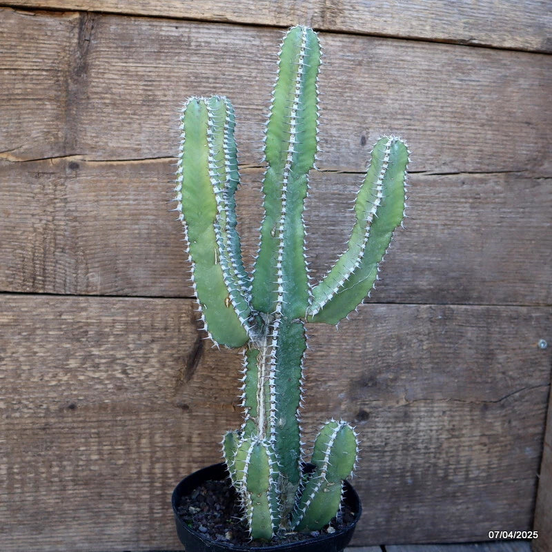 Euphorbia polyacantha cactus plant with upright green stems in a small pot