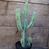 A9667 EUPHORBIA POLYACANTHA pot14-H37-W18 cm MaMa Cactus Green Plant