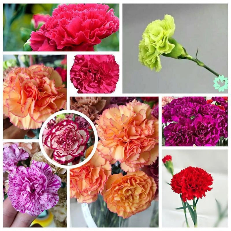 1 Pack/100pcs Rainbow Carnation Mixed Colors Dianthus Caryophyllus Flower Seeds Carnation