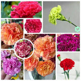 1 Pack/100pcs Rainbow Carnation Mixed Colors Dianthus Caryophyllus Flower Seeds Carnation