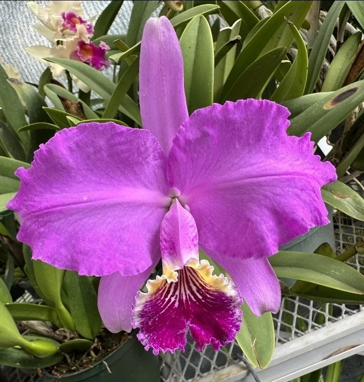 Purple Cattleya orchid bloom with frilly petals and purple-yellow lip