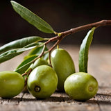 10+ Picual Olive Seeds for Garden Planting - USA - FAST SHIPPING! Garden Plants