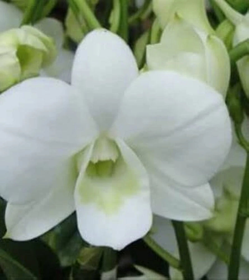 White Dendrobium orchid bloom with five rounded petals and green leaves