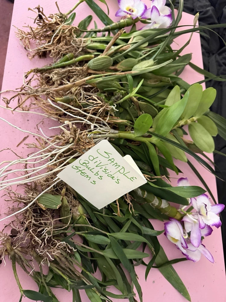 Orchid plant cuttings with long green leaves, dangling roots, and small purple blooms