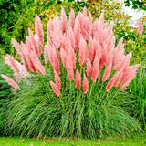 10000+ Pink Pampas Grass Ornamental Grass seeds, Hardy Perennial Flower Seeds Pampas Grass
