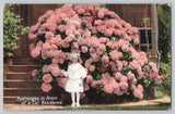Hydrangea Flowers Blonde Girl with Bow California Residence c1910 Postcard Hydrangea