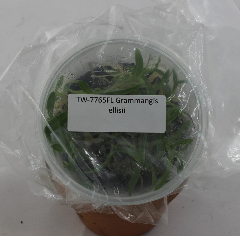 Orchid tissue culture flask with green Grammangis ellisii leaves in clear container