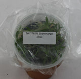 FLASK Grammangis ellisii Orchids