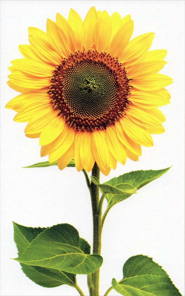 Yellow sunflower blank note card with green leaves and stem