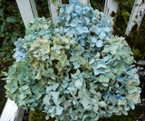 10 Dried Hydrangea Flower Light Blue, Green + Cream DIY Wedding Rustic Farmhouse Dried Flower