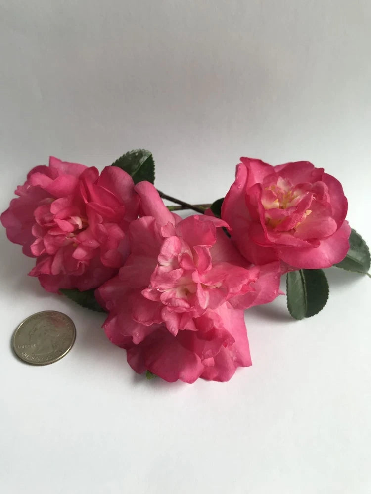 Camellia sasanqua 'Sparkling Burgandy' starter plant in .5 Liter pot Green Plant