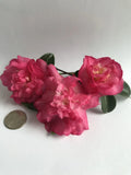 Camellia sasanqua 'Sparkling Burgandy' starter plant in .5 Liter pot Green Plant