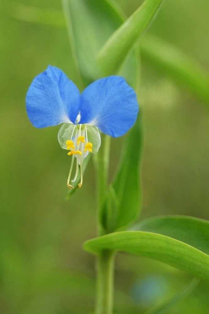 Blue dayflower spiderwort flower with green leaves