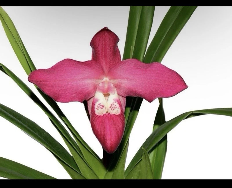 Red, pink, and white orchid flower with green leaves and central lip