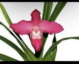 Phragmipedium Super Besseae Red Pink White Orchid Hybrid Fresh Import 4Ó RePot Orchids
