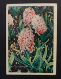 1960s Mongolia Postcard Cover to Breslau CSSR USSR Flower Hydrangea Hydrangea