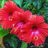 ____ MADAGASCAR HIBISCUS MOSCHEUTOS Hibiscus seed pack 10 Rose Of Sharon HSS784 Orchids