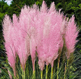 Cortaderia Pampas Grass Pink Live Plant, Pink Flowering, 4-6"Tall, Ship No Pot Pampas Grass