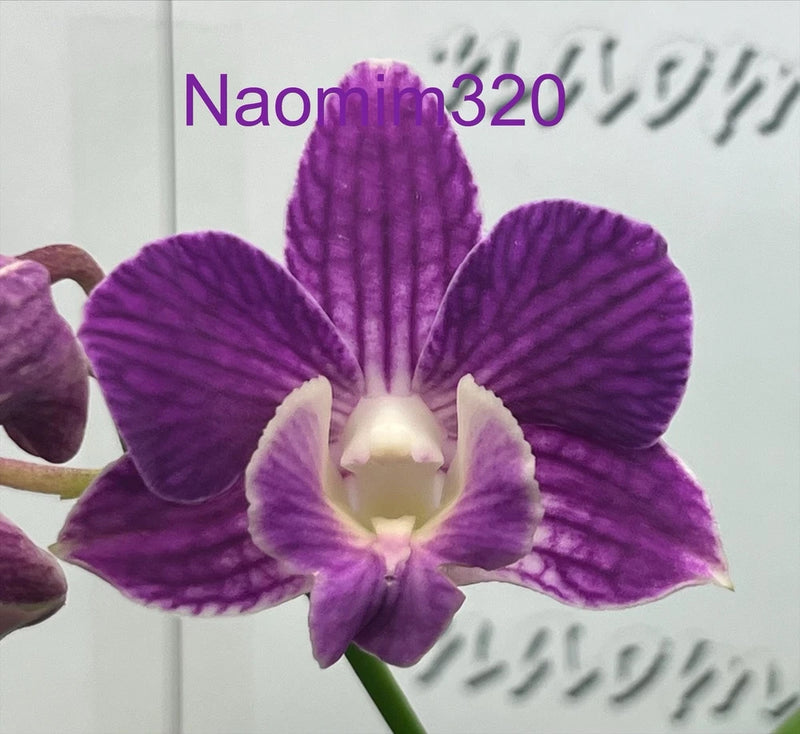 Purple blooming orchid with striped petals and white center lip