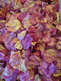 _Dried Pink Bougainvillea Petals - Natural Wedding Confetti - 1 Bag - Aust Post Dried Flower