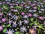 Fabric Flowers Vinca 23942 Blue & Purple, sold by the yard Flowering Plants