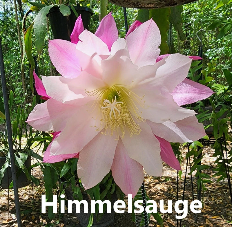 Large epiphyllum orchid cactus bloom with pink and white petals