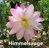 Epiphyllum Orchid Cactus Himmelsauge Large Sized Matured Rooted Plant Budding Orchids