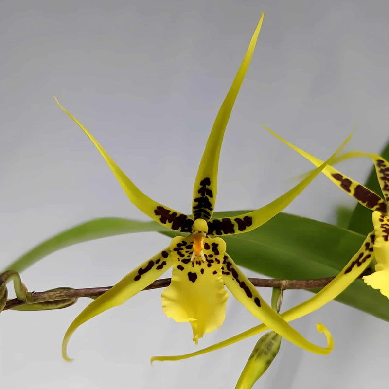 Yellow spider orchid flower with long narrow petals and black speckles