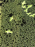 200 beads Wolffia sp. smallest flowering plant on earth, Floating, sustainable Flowering Plants