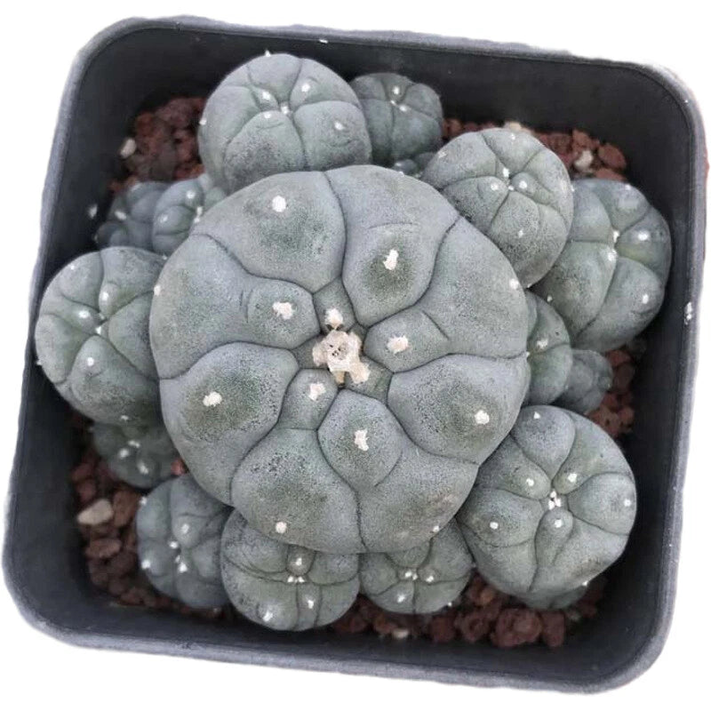 Grey-green succulent cactus plant in small square pot with gravel and pebbles