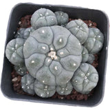 Succulent Cactus Plant Home Garden Decoration Beautiful Cactus Plants 6cm* Garden Plants