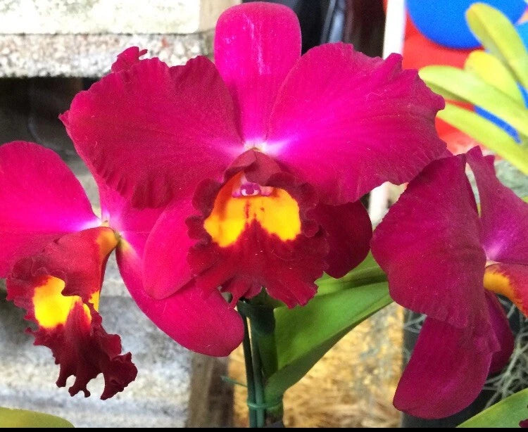 Fuchsia orchid bloom with yellow-orange throat and magenta petals