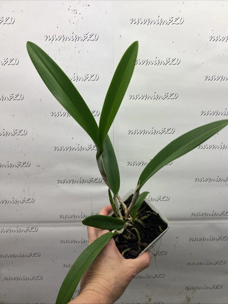 Potted orchid with long green leaves in a small black grow pot
