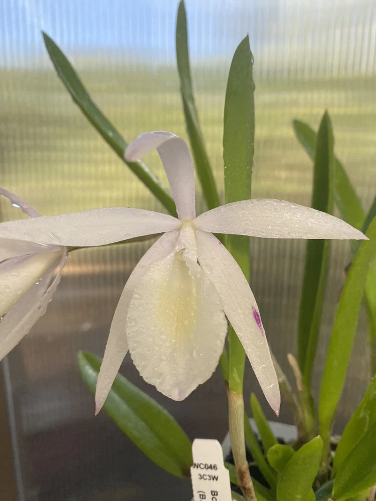 White orchid flower in bud with long green leaves