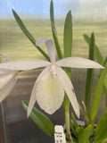 Brassocattleya Orchid-Bc South Miami Orchid- Fragrant!!!- In Bud !! Orchids