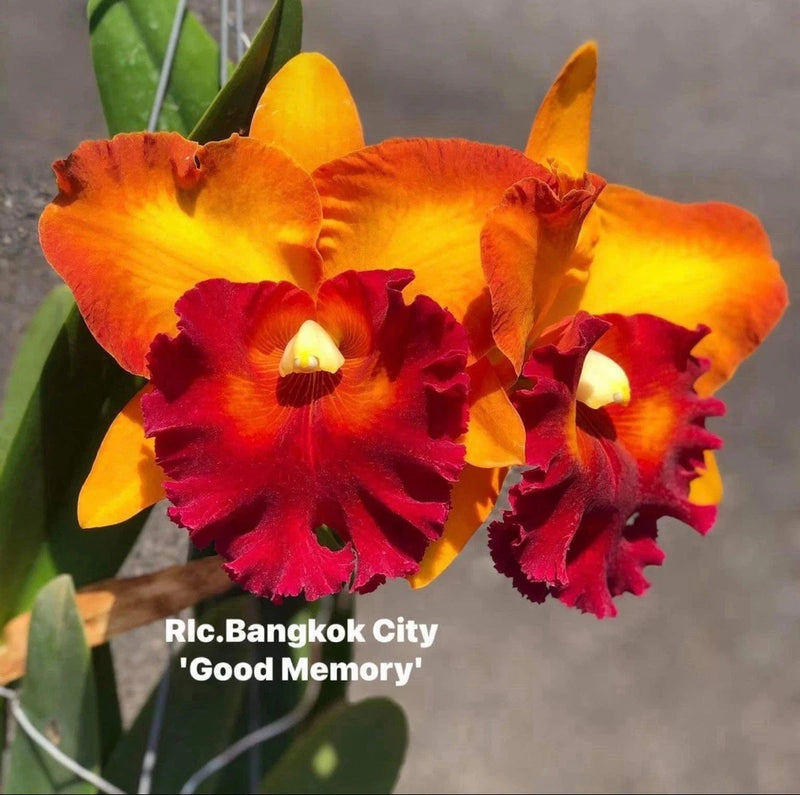 Orange and yellow orchid flowers with deep red ruffled centers and petals