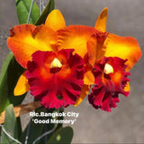 Rlc Bangkok City ÔGood MemoryÕ Orange Yellow Fragrant Mericlone Orchid 4Ó Pt Orchids