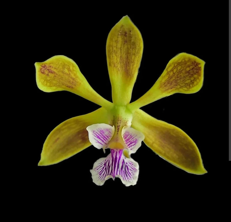 Live yellow and green orchid plant with pink and white striped lip flower