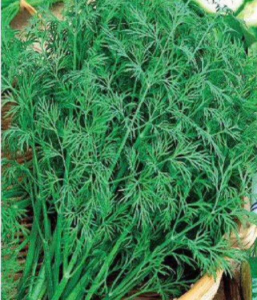 Fresh green dill sprigs bouquet with feathery leaves