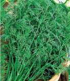 1000 Dill Superdukat Se_ds,organic dill,dill bouquet,dill se_ds,SW242 + TRACK _ Bouquet