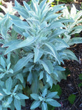 250+ White Sage SEEDS  / Indian Sacred Herb/ ! Salvia Apiana Packed 2026+ Bonus! Green Plant