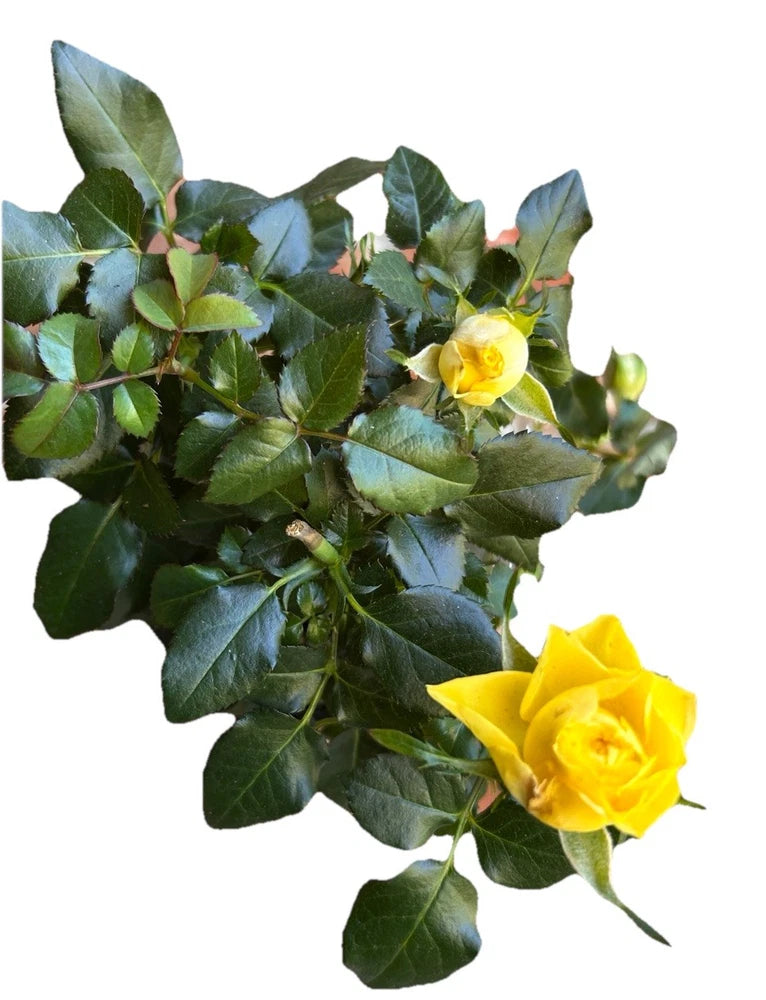 (1) Live Yellow Mini Dwarf Rose Indoor/Outdoor Balcony Plant Easy Care Plant Flowering Plants