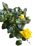 (1) Live Yellow Mini Dwarf Rose Indoor/Outdoor Balcony Plant Easy Care Plant Flowering Plants
